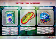 Стенды для кабинета биологии - «globural.ru» - Санкт-Петербург