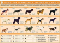 Комплект плакатов "Кинология" - «globural.ru» - Санкт-Петербург