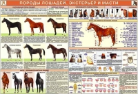 Комплект плакатов "Служебное коневодство" - «globural.ru» - Санкт-Петербург