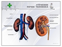 Стенд "Строение почки человека" - «globural.ru» - Санкт-Петербург