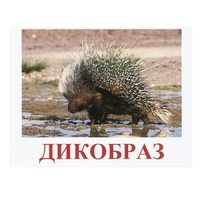 Карточки Домана "Дикие животные-3" - «globural.ru» - Санкт-Петербург