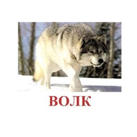 Карточки Домана "Дикие животные-1" - «globural.ru» - Санкт-Петербург