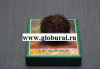Сухой препарат "Еж морской" - «globural.ru» - Санкт-Петербург