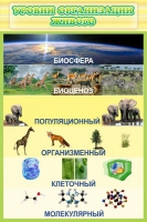 Стенд "Уровни организации живого" - «globural.ru» - Санкт-Петербург