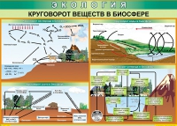 Таблица Круговорот веществ в биосфере 1000*700 винил - «globural.ru» - Санкт-Петербург