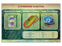 Электрифицированный стенд "Строение клетки" с маркерными полями - «globural.ru» - Санкт-Петербург