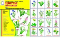 Демонстрационные карточки "Цветы полевые" - «globural.ru» - Санкт-Петербург