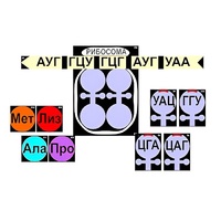 Модель-аппликация "Биосинтез белка" (ламинированная) - «globural.ru» - Санкт-Петербург