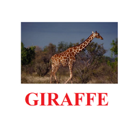 "Wild Animals-1" ("Дикие животные-1") английские карточки Домана - «globural.ru» - Санкт-Петербург