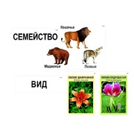 Модель-аппликация "Классификация растений и животных" (ламинированная) - «globural.ru» - Санкт-Петербург