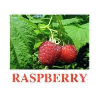 "Berries-1" ("Ягоды-1") английские карточки Домана - «globural.ru» - Санкт-Петербург
