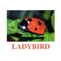 "Insects" ("Насекомые") английские карточки Домана - «globural.ru» - Санкт-Петербург