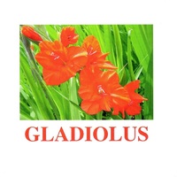 "Flowers-1" ("Цветы-1") английские карточки Домана - «globural.ru» - Санкт-Петербург