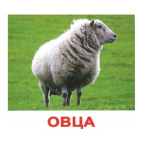 .Карточки Домана "Домашние животные" - «globural.ru» - Санкт-Петербург