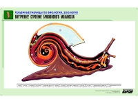 Рельефная таблица "Внутреннее строение брюхоногого моллюска" (формат А1, матовое ламинир.) - «globural.ru» - Санкт-Петербург