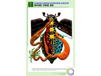 Рельефная таблица "Внутреннее строение жука" (формат А1, матовое ламинир.) - «globural.ru» - Санкт-Петербург