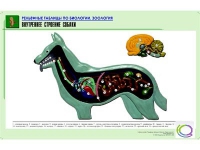 Рельефная таблица "Внутреннее строение собаки" (формат А1, матовое ламинир.) - «globural.ru» - Санкт-Петербург