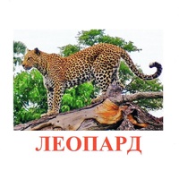 Карточки Домана "Дикие животные-2" - «globural.ru» - Санкт-Петербург