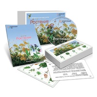 Комбинированное наглядное пособие «Растения» - «globural.ru» - Санкт-Петербург