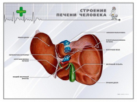Стенд "Строение печени человека" - «globural.ru» - Санкт-Петербург