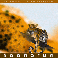 Зоология. (Цифровая база изображений) - «globural.ru» - Санкт-Петербург