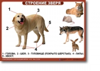 Ознакомление с окружающим миром. 1-4 класс. Комплект таблиц. Наглядные пособия для начальной школы, учебные пособия - «globural.ru» - Санкт-Петербург