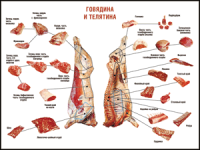 Правила разделки мясных туш "Говядина и телятина" 1000*1400 винил - «globural.ru» - Санкт-Петербург