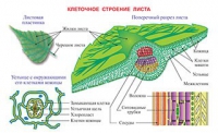 Плакаты и таблицы по биологии - «globural.ru» - Санкт-Петербург
