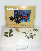 Гербарий Деревья и кустарники (20 видов) - «globural.ru» - Санкт-Петербург