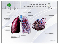Стенд "Дыхательная система человека" - «globural.ru» - Санкт-Петербург