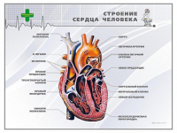 Стенд "Строение сердца человека" - «globural.ru» - Санкт-Петербург
