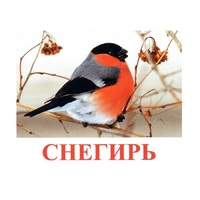 Карточки Домана "Птицы-1" - «globural.ru» - Санкт-Петербург