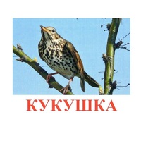 Карточки Домана "Птицы-3" - «globural.ru» - Санкт-Петербург