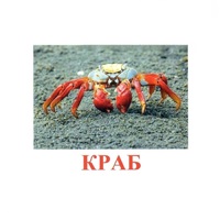 Карточки Домана "Подводный мир" - «globural.ru» - Санкт-Петербург