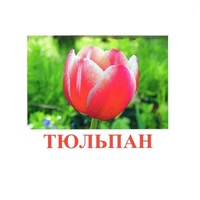 Карточки Домана "Цветы-1" - «globural.ru» - Санкт-Петербург