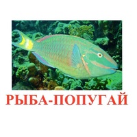 Карточки Домана "Рыбы" - «globural.ru» - Санкт-Петербург