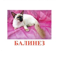 Карточки Домана "Породы кошек" - «globural.ru» - Санкт-Петербург