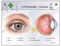 Интерактивный стенд "Строение глаза" - «globural.ru» - Санкт-Петербург