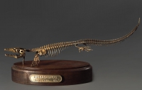 Модель скелета мозазавра Mosasaurus - «globural.ru» - Санкт-Петербург