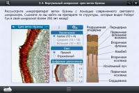 Интерактивные курсы. Биология 5 класс. Расширенный - «globural.ru» - Санкт-Петербург