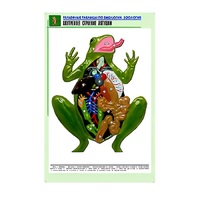 Рельефная таблица "Внутреннее строение лягушки" (формат А1, матовое ламинир.) - «globural.ru» - Санкт-Петербург