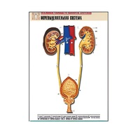 Рельефная таблица "Мочевыделительная система" (формат А1, матовое ламинир.) - «globural.ru» - Санкт-Петербург