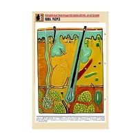 Рельефная таблица "Кожа. Разрез" (формат А1, матовое ламинир.) - «globural.ru» - Санкт-Петербург