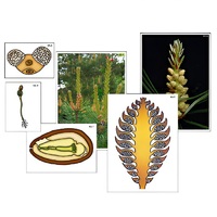 Модель-аппликация "Размножение сосны" (ламинированная) - «globural.ru» - Санкт-Петербург