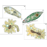 Модель-аппликация "Строение и разнообразие простейших" (ламинированная) - «globural.ru» - Санкт-Петербург