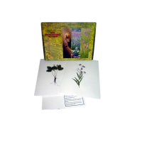 Гербарий "Лекарственные растения" (20 видов) формат А-3 - «globural.ru» - Санкт-Петербург
