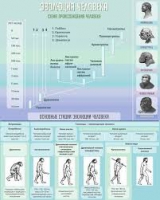 Стенд "Эволюция человека" (вариант 1) - «globural.ru» - Санкт-Петербург