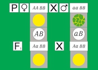 Модель-аппликация Дигибридное скрещивание. Законы Менделя. (набор из 84 карт) - «globural.ru» - Санкт-Петербург