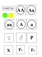 Модель-аппликация Моногибридное скрещивание и его цитологические основы - «globural.ru» - Санкт-Петербург