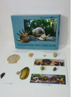 Коллекция "Раковины моллюсков" (вариант 2) - «globural.ru» - Санкт-Петербург